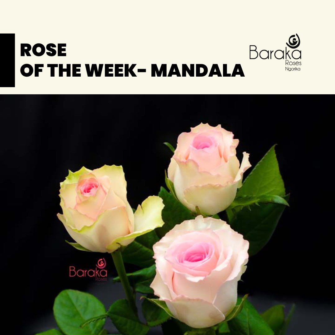 BarakaRoses's tweet photo. "Discover the Mandala, our star this week! 🌹💖 Let its beautiful petals add a touch of grace to your days, making this week a bloom of simplicity and joy."
#barakaroses #kenyanflowerexporters #roseflowers #roses #floriculture #qualityroses #kenyanroses #kenyanrosegrowers #kenyan https://t.co/bL9Gj95hxN