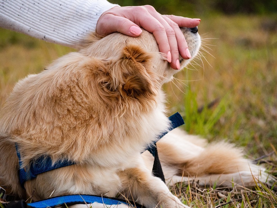 ChatonChio's tweet photo. Best Raw Dog Foods https://t.co/CHnbzqrPYB 

Raw dog food, often referred to as a BARF diet (Biologically Appropriate Raw Food or Bones And Raw Food), includes feeding dogs with raw meat, bones, fruits, and vegetables. Advocates of raw food diets suggest that this way of feedin… https://t.co/gGUA71CVNd