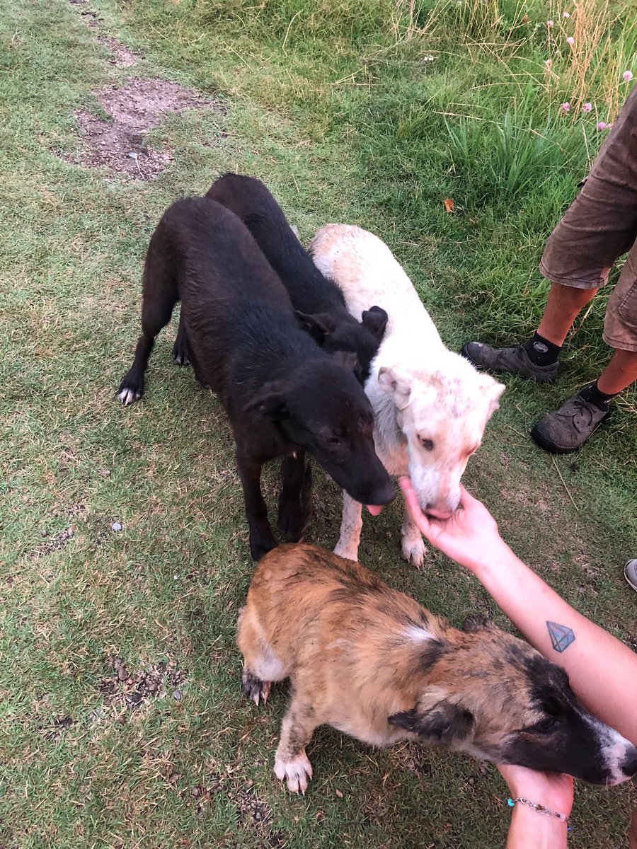 ¡Miren esas caritas! ESTÁN ABANDONADOS EN EL BASURERO… corre riesgo su vida… necesitamos adoptantes o transitorios, si no podés ayudar con eso, compartiendo das una mano tremenda 🙌🏻❤️❤️‍🩹