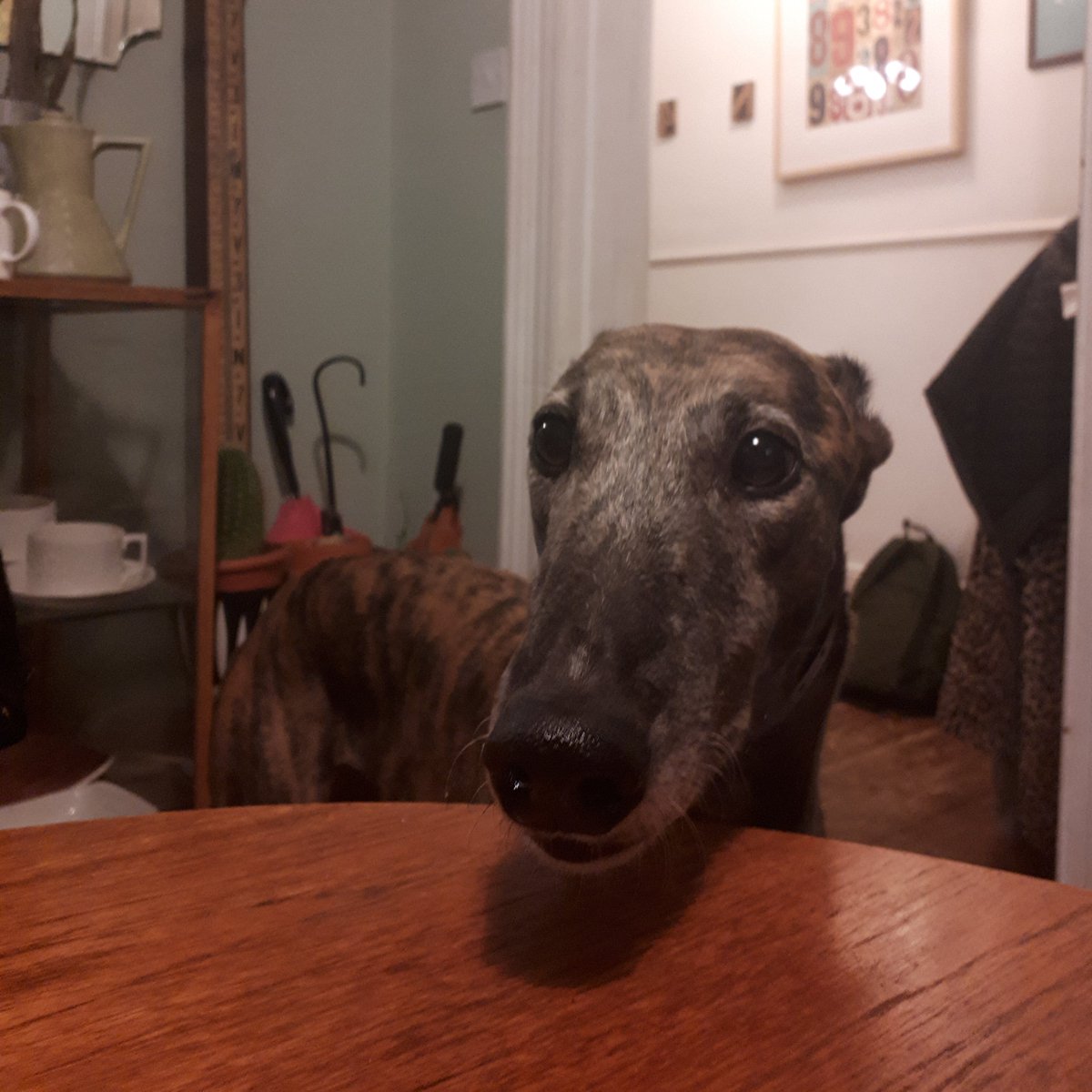 Jetstream Pony tweet media