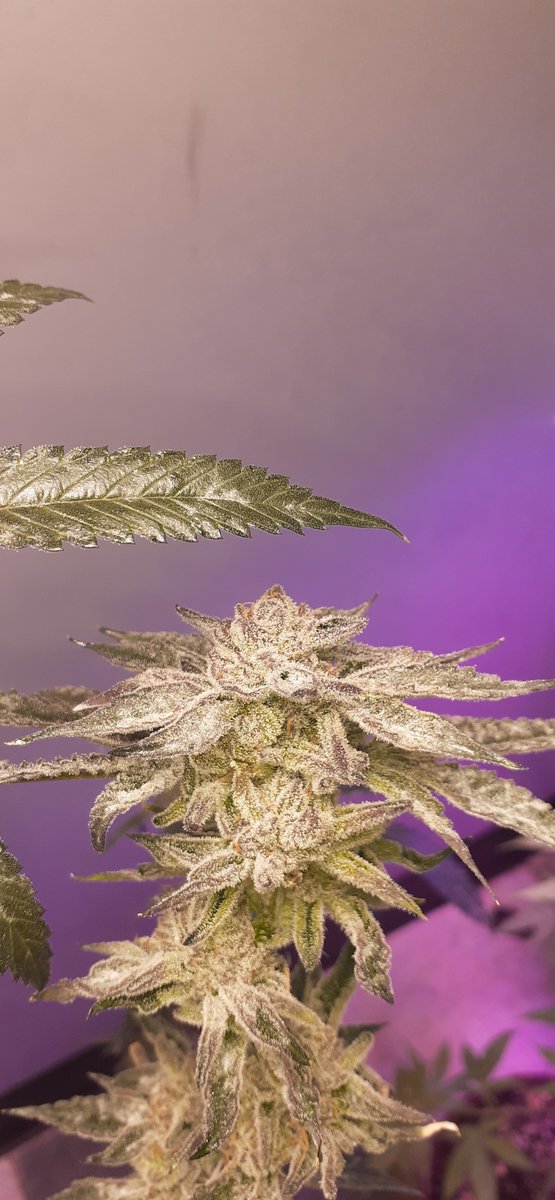 Second grow coming in nicely any word of encouragement or advice