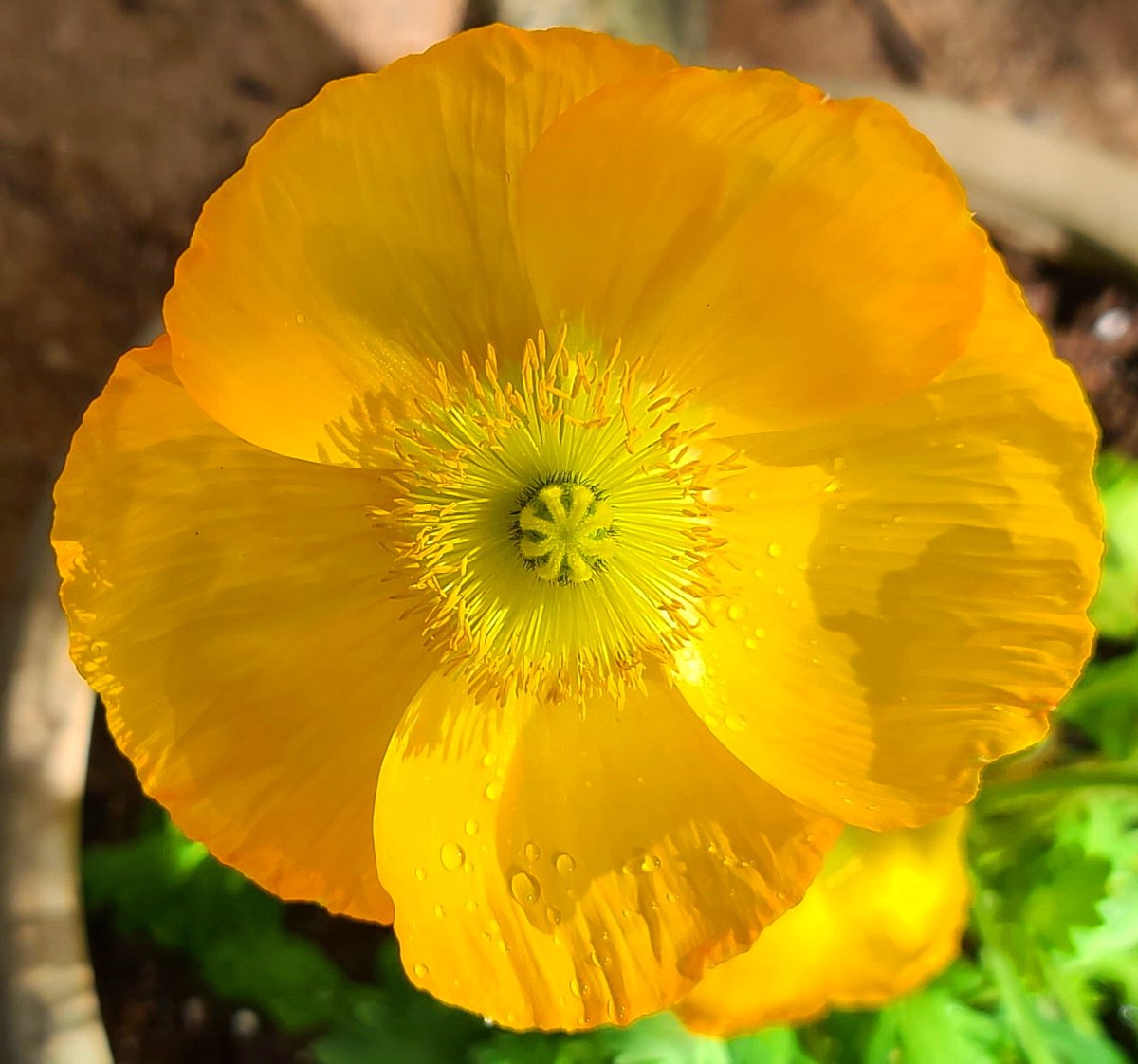 Beautiful Icelandic Poppy growing in the yard. #growyourown #flowerphotos #flowerphotography #FlowersOfTwitter  #backyardgarden #enjoyflowers #desertgardening #mygarden #tucsonarizona #tucsonaz
#naturephotography #yellowflower #poppy #icelandicpoppies #icelandicpoppy