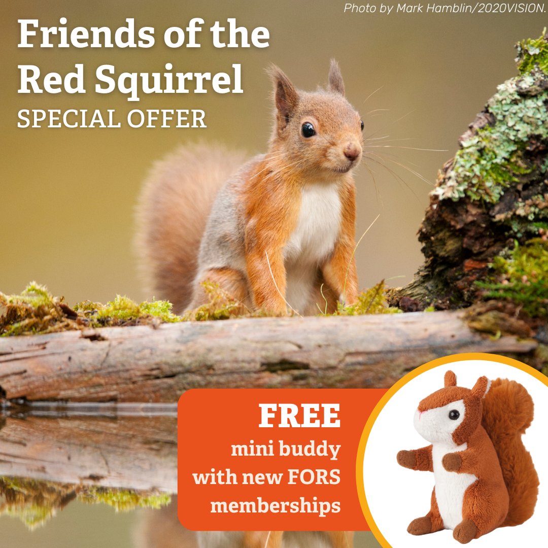 It's officially Red Squirrel Appreciation Day!
To celebrate, we are offering a free gift with all new Friends of the Red Squirrel (FORS) member sign ups (today only!)
To find out more, or to sign up, please visit our website: rsne.org/friends-of-red…
#RedSquirrels2024