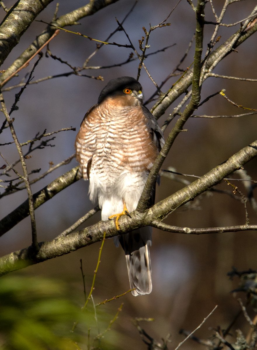 Our local Sparrowhawk looking fantastic in the low afternoon sun today @Winterwatch @Dorsetbirdclub