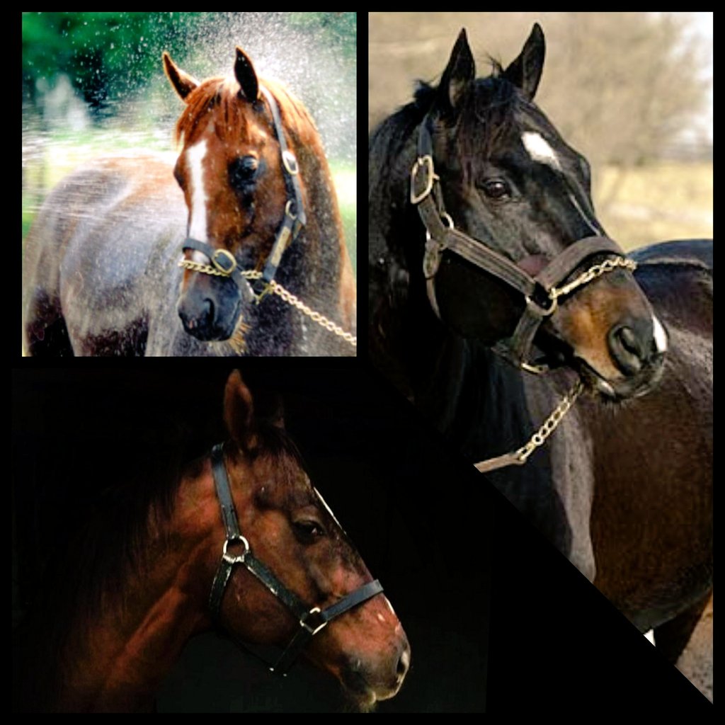 2011sherekhan's tweet photo. Indian Ridge, Storm Cat
ve Shere Khan...

Biz senin hayatta kalman için verdiğimiz büyük ve sancılı  uğraşların karşılığını hiç beklemedik... Bugün sahada taylarını görüyor olmak bizim için en büyük hediyedir evlat.

Sağlıklı bir ömrün olsun... 

Shere Khan 🧿 https://t.co/Ery7yXMmAr