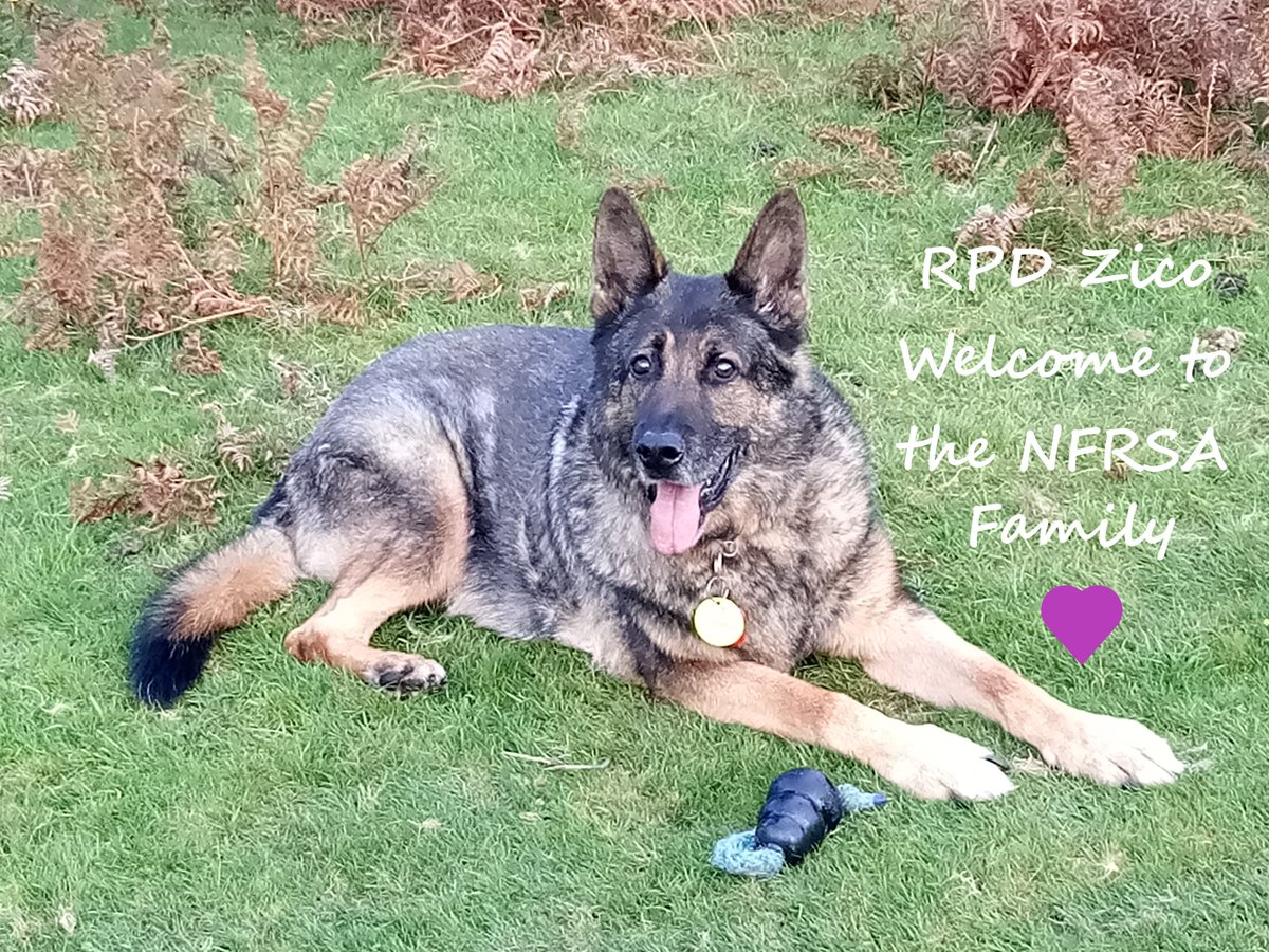 Welcome RPD Zico to the #NFRSA Family

Zico retired after serving 8 years with <a href="/dorsetpolice/">Dorset Police</a> and is now enjoying a well earned retirement. Zico  loves playing with his Kong and ball.

What a handsome chap!

Welcome Zico, we are delighted to have you as part of the #NFRSA Family.
