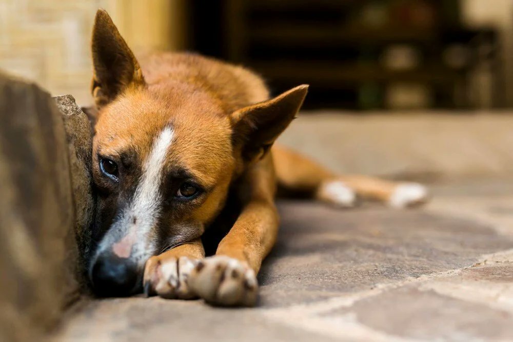 ÜLKEMİZDE SOKAK KÖPEĞİ SORUNU YOK!
1- Ülkemizde şehirlerde ve kırsalda kafasına göre köpek üreten, yavrulardan beğendiğini alıp anneyi ve diğer yavruları sokağa, otoyollara, dağlara, yaylalara veya çöplüklere atan sorumsuz insanlar var. 
Bu sorumsuzların en vicdanlıları köpekleri