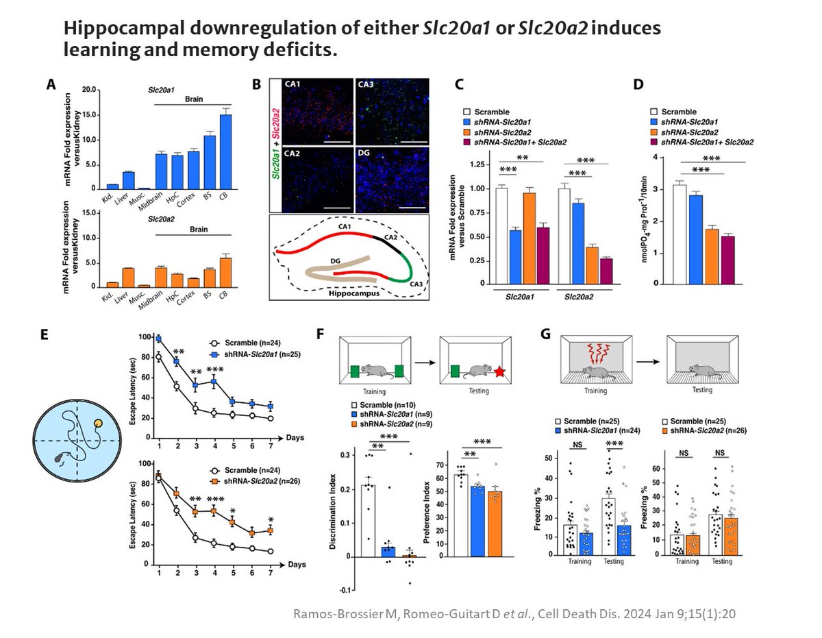 NeckerInem's tweet photo. 🧠 Exciting research unveils the pivotal role of Na-Pi co-transporters Slc20a1 (PiT-1) &amp; Slc20a2 (PiT-2) in Primary Familial Brain Calcification (PFBC) &amp; cognitive disorders. 🧬 
🔍Discover how these findings could transform PFBC treatment: https://t.co/UcRiQuwHxa https://t.co/FpAewVNxRe