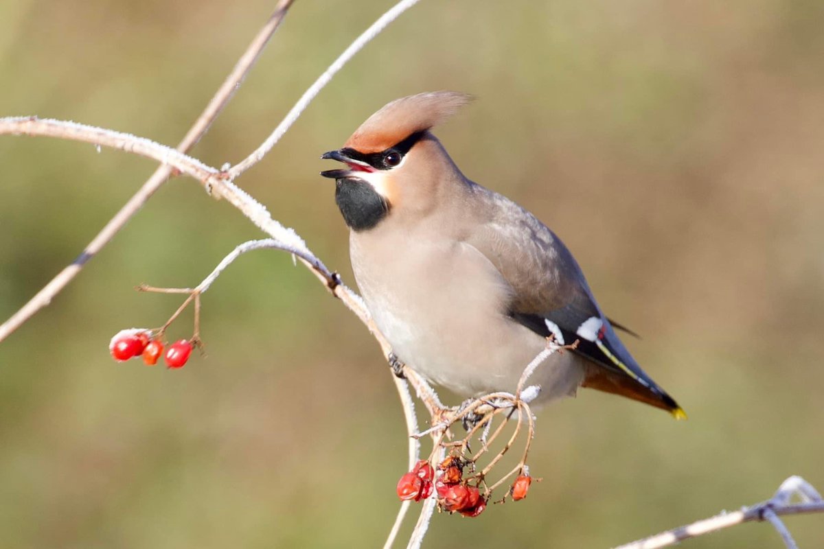 border70's tweet image. Finally got to see the local waxwings. @Visit_Romsey @Romseymark @RomseyUK