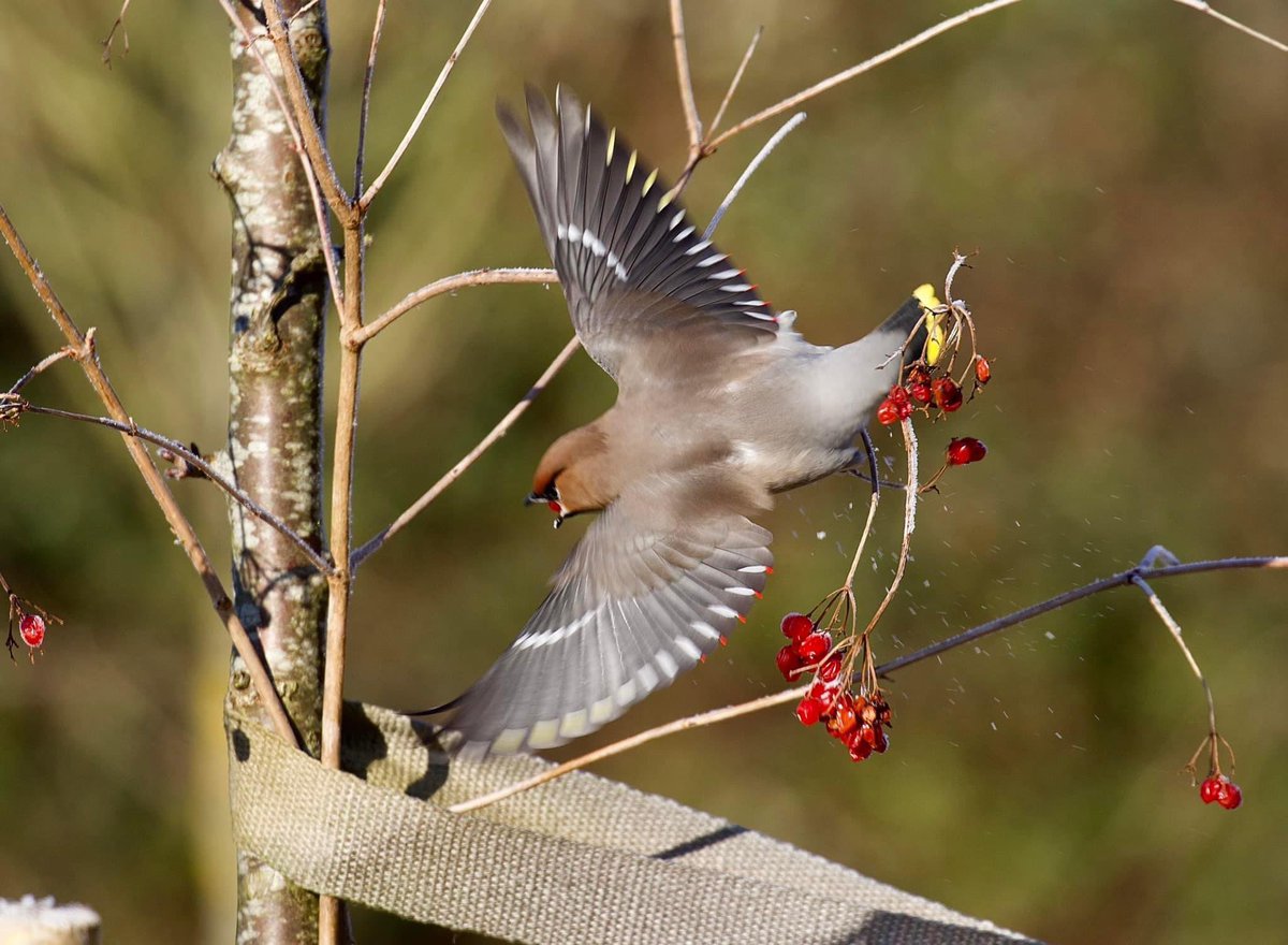 border70's tweet image. Finally got to see the local waxwings. @Visit_Romsey @Romseymark @RomseyUK