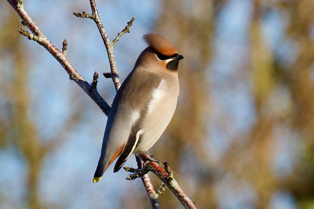 border70's tweet image. Finally got to see the local waxwings. @Visit_Romsey @Romseymark @RomseyUK
