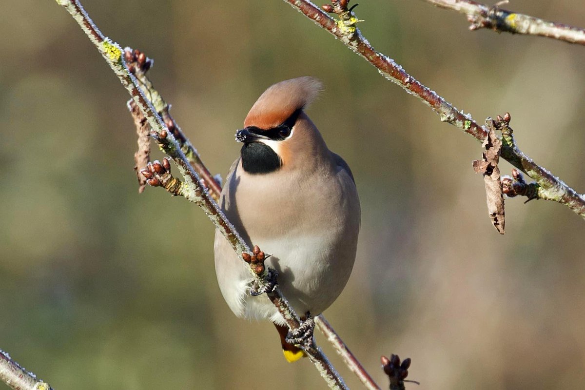 border70's tweet image. Finally got to see the local waxwings. @Visit_Romsey @Romseymark @RomseyUK