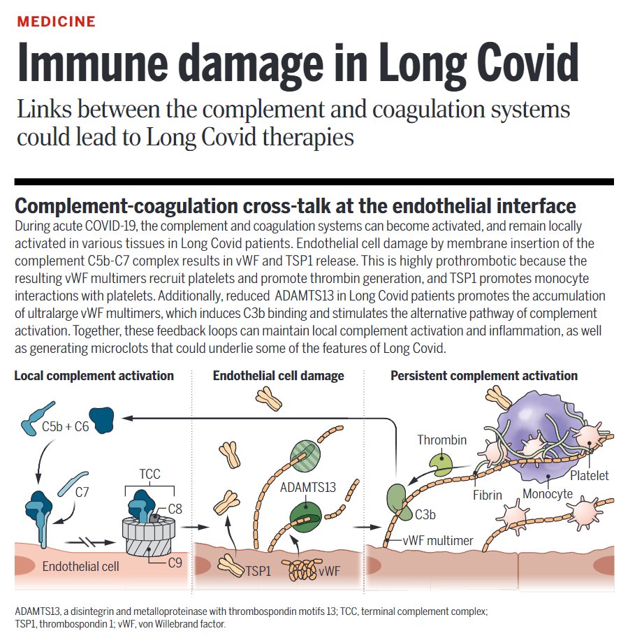 Danielle Beckman (@danibeckman) on Twitter photo Out today in <a href="/ScienceMagazine/">Science Magazine</a>
"In patients with long COVID, the complement system no longer returns to its basal state but remains activated and, thus, also damages healthy body cells.
Patients with active Long Covid disease also had elevated blood levels, indicating damage to Out today in <a href="/ScienceMagazine/">Science Magazine</a>
"In patients with long COVID, the complement system no longer returns to its basal state but remains activated and, thus, also damages healthy body cells.
Patients with active Long Covid disease also had elevated blood levels, indicating damage to