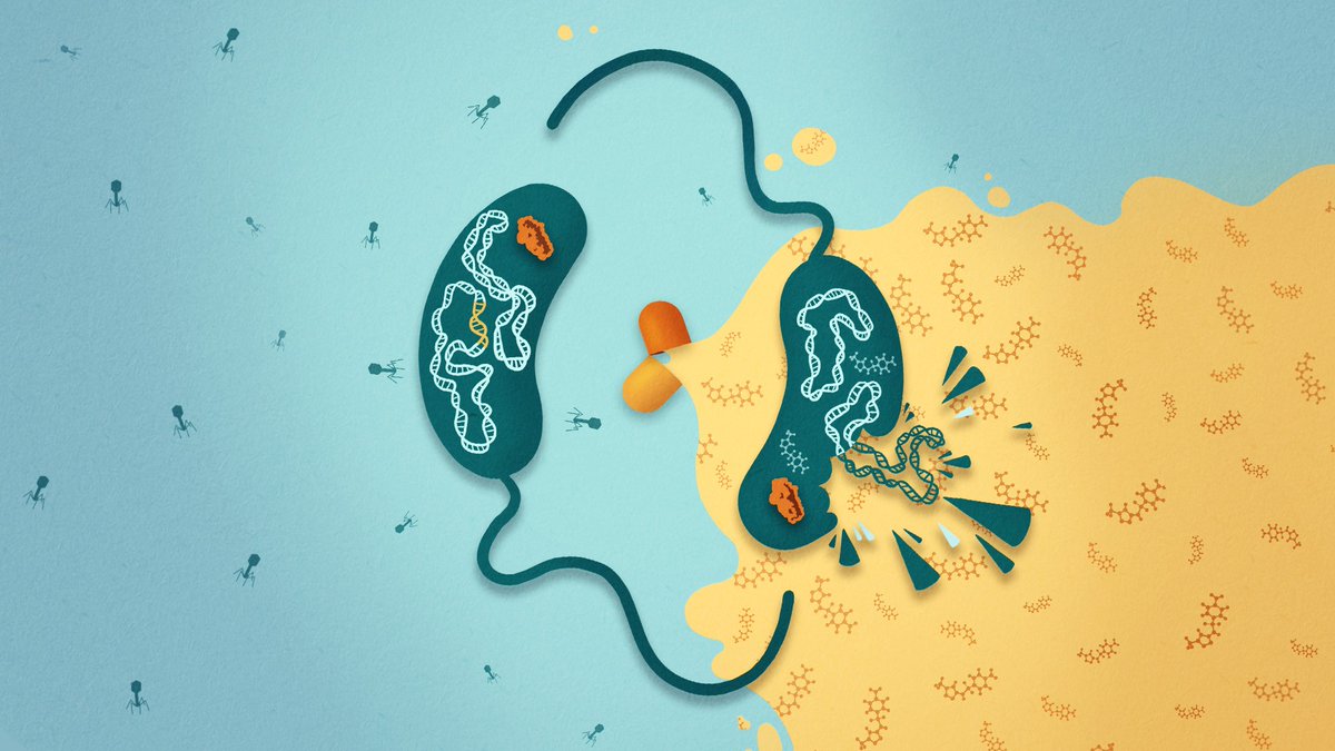 Universität Tübingen (@uni_tue) on Twitter photo Antibiotics highjack bacterial immunity: Molecular defense system protects #bacteria from viruses and at the same time makes them susceptible to #antibiotics uni-tuebingen.de/en/university/… #cholera #uni_tue #microbiology <a href="/CoE_CMFI/">Controlling Microbes to Fight Infections</a> <a href="/AnaRitaBrochad1/">BrochadoLab</a> <a href="/Uni_WUE/">Universität Würzburg #UniWürzburg</a> <a href="/NatureMicrobiol/">Nature Microbiology</a> Antibiotics highjack bacterial immunity: Molecular defense system protects #bacteria from viruses and at the same time makes them susceptible to #antibiotics uni-tuebingen.de/en/university/… #cholera #uni_tue #microbiology <a href="/CoE_CMFI/">Controlling Microbes to Fight Infections</a> <a href="/AnaRitaBrochad1/">BrochadoLab</a> <a href="/Uni_WUE/">Universität Würzburg #UniWürzburg</a> <a href="/NatureMicrobiol/">Nature Microbiology</a>