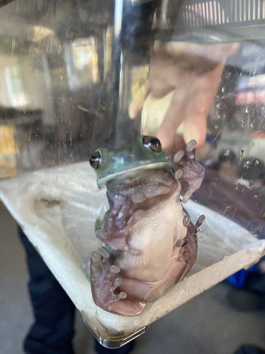 CFPSchool's tweet photo. Year 5 had a WILD time at the Zoo Lab workshop today! To kick off our biology topic, they met all sorts of creepy crawlies and critters, from tarantulas and millipedes to snakes, gerbils and frogs - they loved it!๐ชณ๐๐#WeAreLEO #ZooLab #Year5adventures @ZooLabUK @LEOacademies https://t.co/OGWiZwOnft