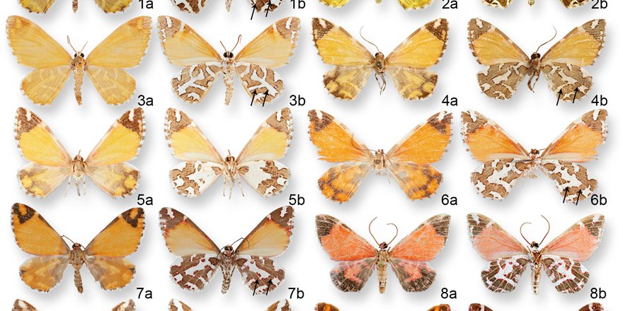 [#Entomology] 🦋 A review of Mexican Stamnodes (Lepidoptera: Geometridae) with the description of 16 new species ⤵️ ✒️ @MothMatson from @NMNH & @uconneeb 🔗 DOI: doi.org/10.5852/ejt.20… #Lepidoptera #Geometridae #Cercocarpus #Lamiaceae #Butterflies #entomologist #newspecies
