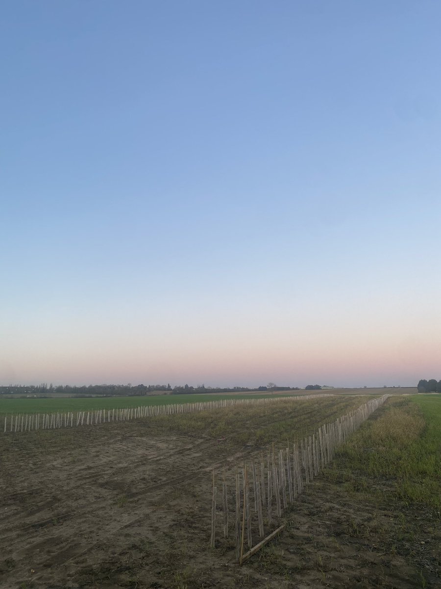 AlbEnvironment's tweet image. We’ve planted over 600m of hedgerows to create a green lane which will provide essential habitat for many species. 🐝🦋 After much debate with @wildernorfolk we settled on an optimum width of 12m between hedgerows allowing for a 6m flower rich mix to buffer either side.