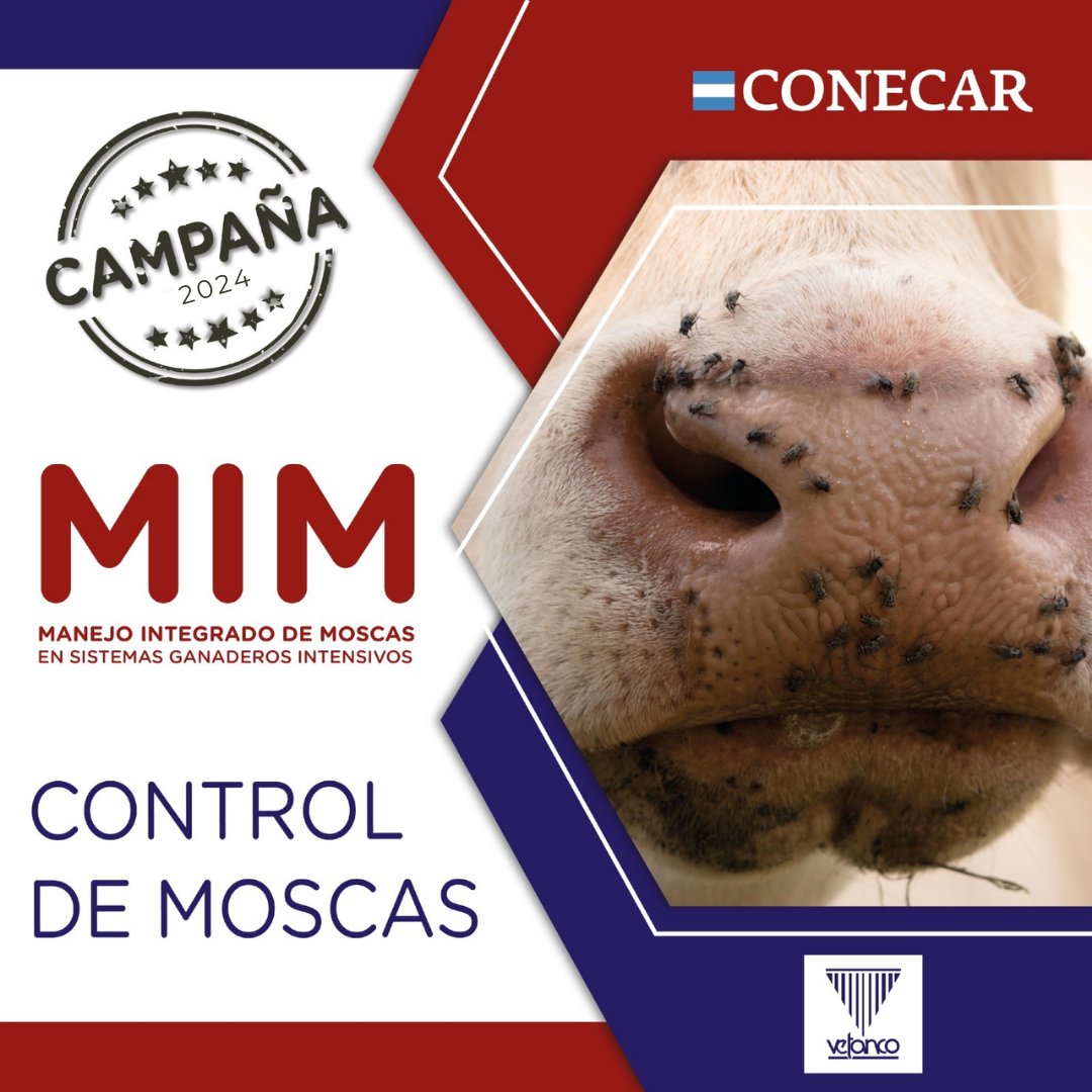 CONECAR's tweet image. De septiembre a marzo en sistemas ganaderos intensivos es necesario controlar la aparición de Moscas.

Junto a Vetanco, hace más de una década lanzábamos el Manual para el Manejo Integrado de Moscas 🐂.

Ingresá a ➡️ conecar.com.ar y descargá su 3° edición.