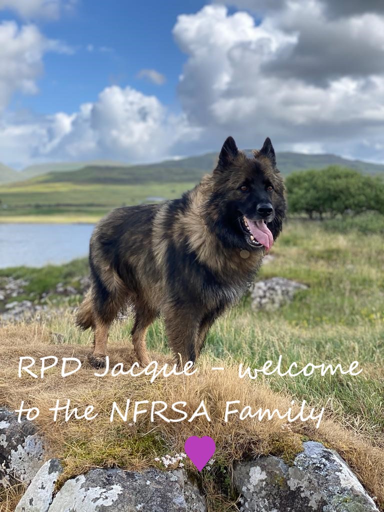 We’re delighted to welcome RPD Jacque to the #NFRSA Family

Jacque served 6 years with Devon and Cornwall Constabulary <a href="/DC_Police/">Devon & Cornwall Police</a> – he had a very successful career as a general purpose dog before taking a well-deserved retirement in in 2022.

Jacque is loving retirement with his