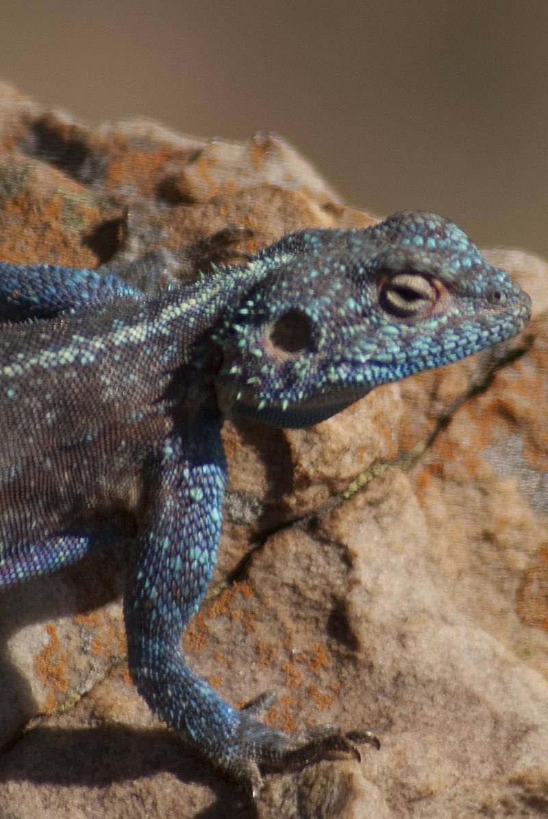 Lizard behaviour - hot, fast, bold or shy? Are differences in the Agama's pace of life driven by metabolic rate? @jeff_streicher NHM Science & al. look at explanations in body size and temperature. doi.org/10.1016/j.anbe…