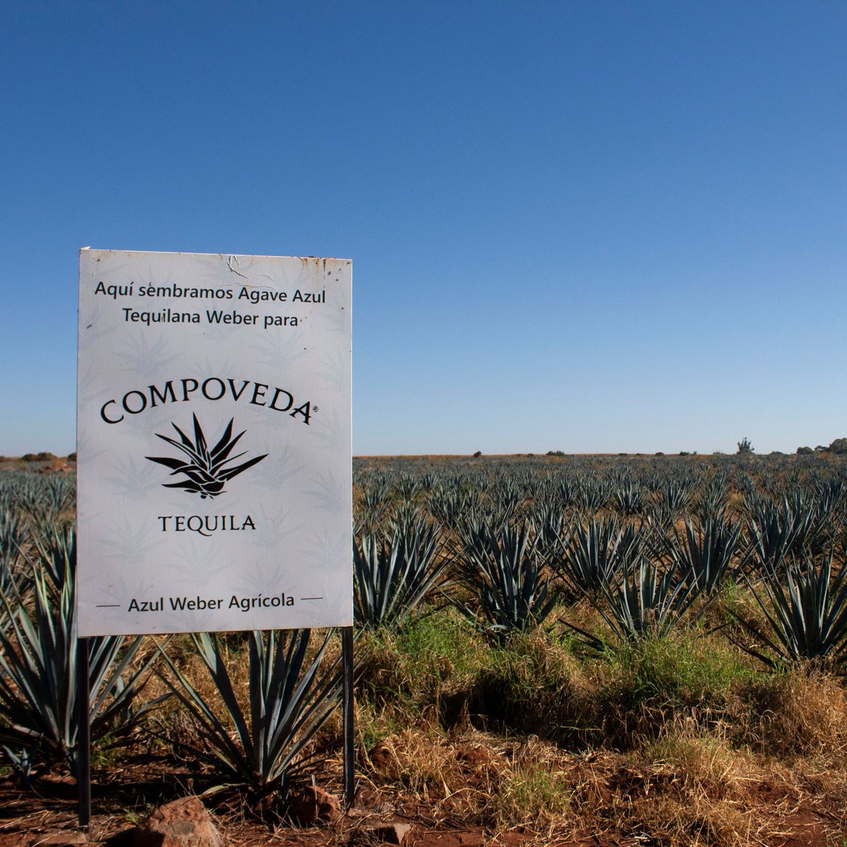 SipCompoveda's tweet image. The birthplace of our Blue Weber, the heart of our Tequila.

#CompovedaTequila #RewriteTheRulesofTequila #BlueWeberAgave #Agave #Tequila