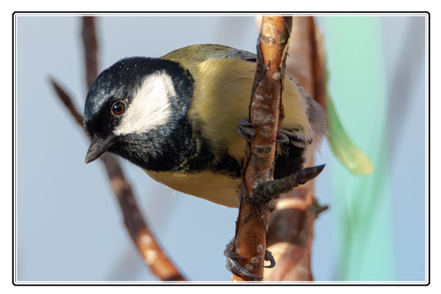 photos_dsmith's tweet photo. A #greatit #garden #bird checking a #Manchester #garden for a tasty #snack during #winter. This #wildbird spent time making sure it was #safe before getting some #food. #birding #birdwatching. @RSPBManchester @RSPBEngland #wildlife #birds. Follow for more #images and #photographs https://t.co/QRnEAlq4TL