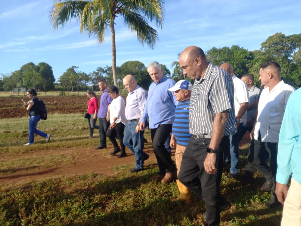 Con el Presidente <a href="/DiazCanelB/">Miguel Díaz-Canel Bermúdez</a> y con #GenteQueSuma amanecimos en el municipio villaclareño de #Caibarién. Intercambiamos con varios productores agropecuarios, quienes se dedican a los cultivos varios. Ellos son ejemplos de cuánto se logra con esfuerzo y trabajo cotidiano. #Cuba