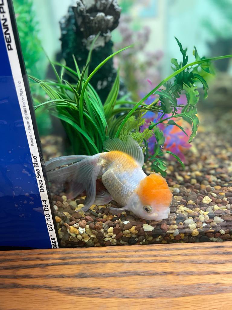 Happy Friday from our happy,  Red Cap Oranda  gold fish named Lucille Ball. The children at school  love her.