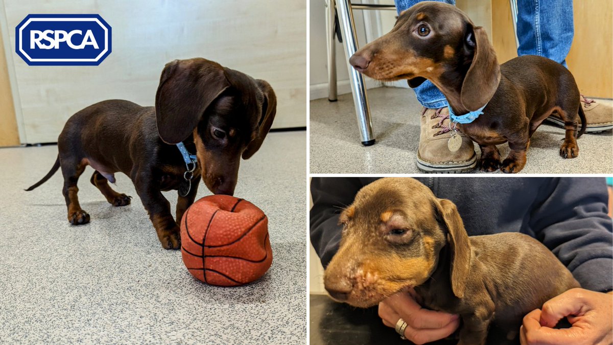 Remember Little Will the Dachshund puppy who was abandoned in #Somerset last November? 
He has now found his paw-ever home with his fosterer!💙 

Join us in wishing Will all the best in his next chapter of love and basketball🏉 

#JoinTheRescue today: bit.ly/4792BOb