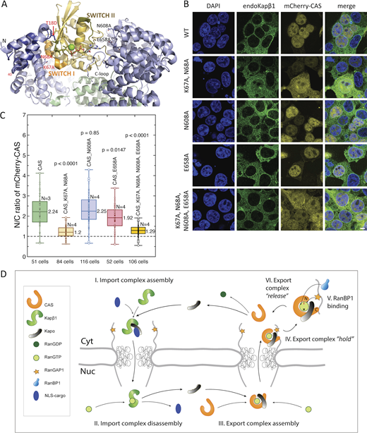 JCellBiol's tweet image. Larisa Kapinos, Roderick Lim, et al. @biozentrum delineate a retention mechanism at nuclear pore complexes that enriches nuclear transport receptors in the #nucleus to export essential cargoes out of it. hubs.la/Q02h1SMy0 
#trafficking #proteinhomeostasis