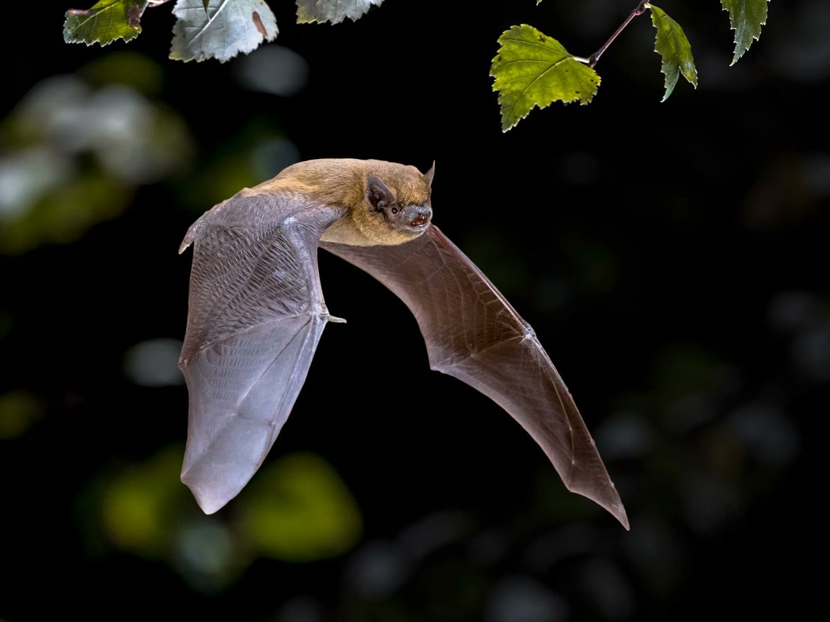 Want to make your garden a bat paradise? Plant night-scented flowers, install a bat-box, and let your garden go a bit wild! 🦇🌿 Bats are a delight to watch at dusk, swooping gracefully as they snack on tasty insects. @BBCSpringwatch #Winterwatch