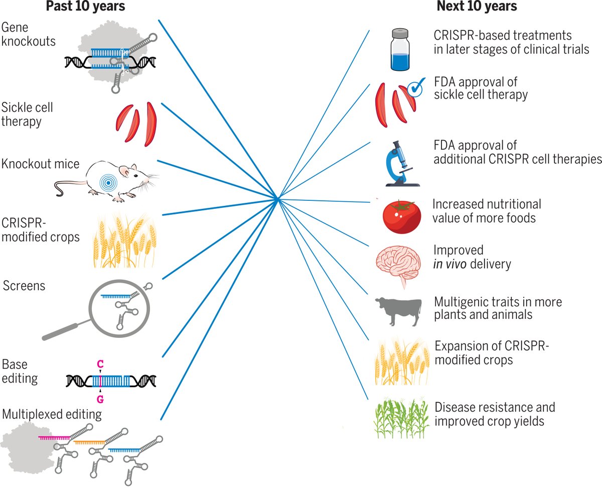 For more than a decade, the #CRISPR toolbox and its applications have profoundly changed biological research, enabling advances through applications in plants, animals, and humans. Learn more in this #ScienceReview: scim.ag/5Af #ScienceMagArchives