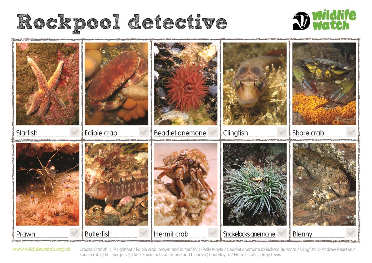 Amazing to see some stunning rockpool wildlife up close on tonight’s #Winterwatch 🤩! 🦀 If you are venturing out to see some amazing species for yourself, why not download our rockpool spotter sheet 👇 wildlifetrusts.org/sites/default/… @BBCSpringwatch