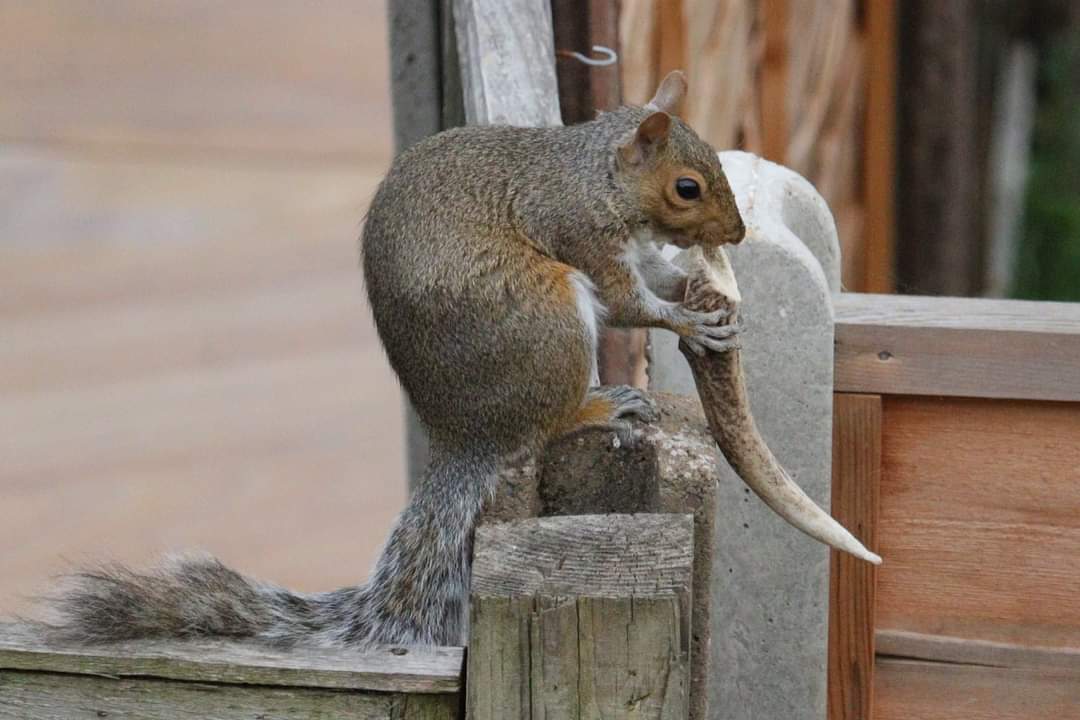 dianne_timbey's tweet photo. Seen a grey squirrel eating  a bone which it would store on my bird feeder. Presumably this is to get calcium or other nutrients like eating bark to help with their pregnancy #Winterwatch https://t.co/5a6UmsQeZ4