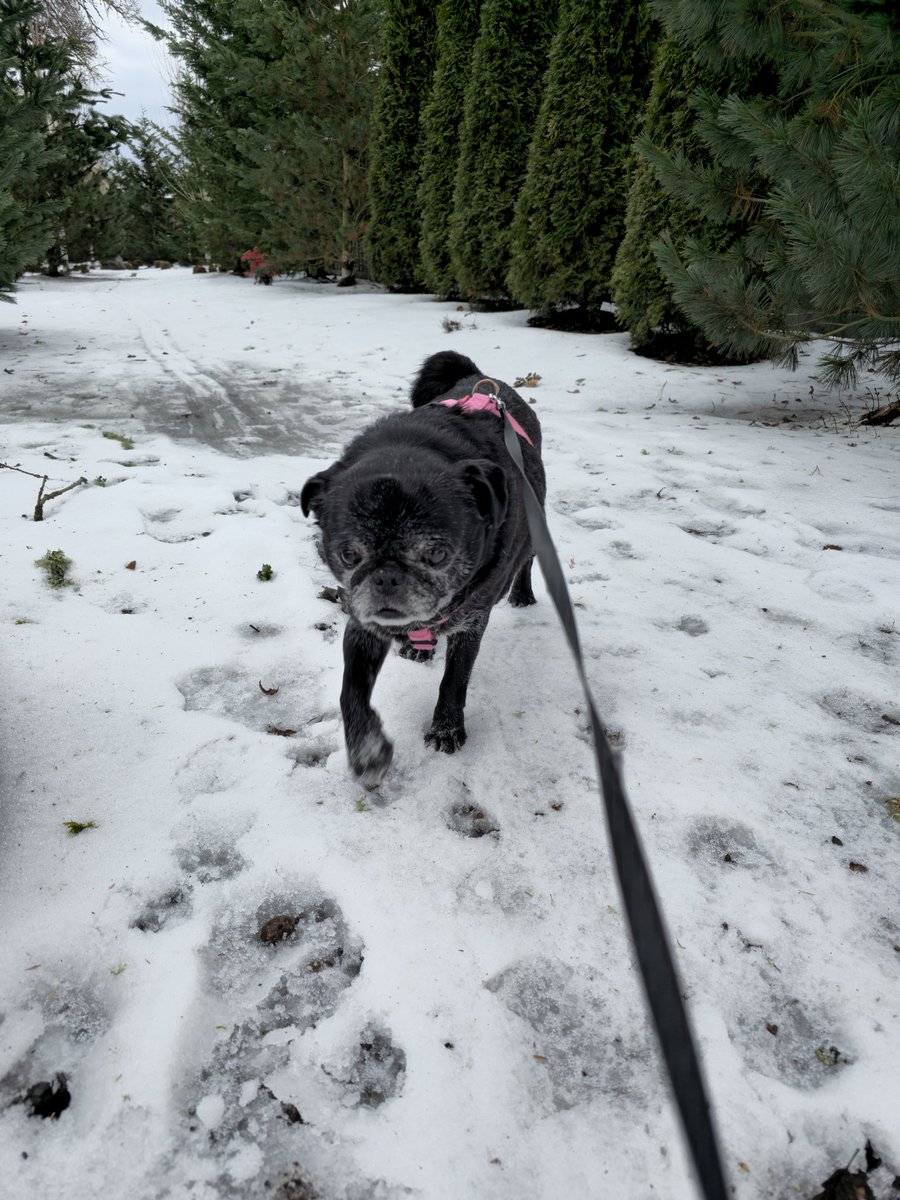 _DogWalker_'s tweet photo. Gave Suzy a walk in the slushie snow this weekend ! https://t.co/4abLNY9c05