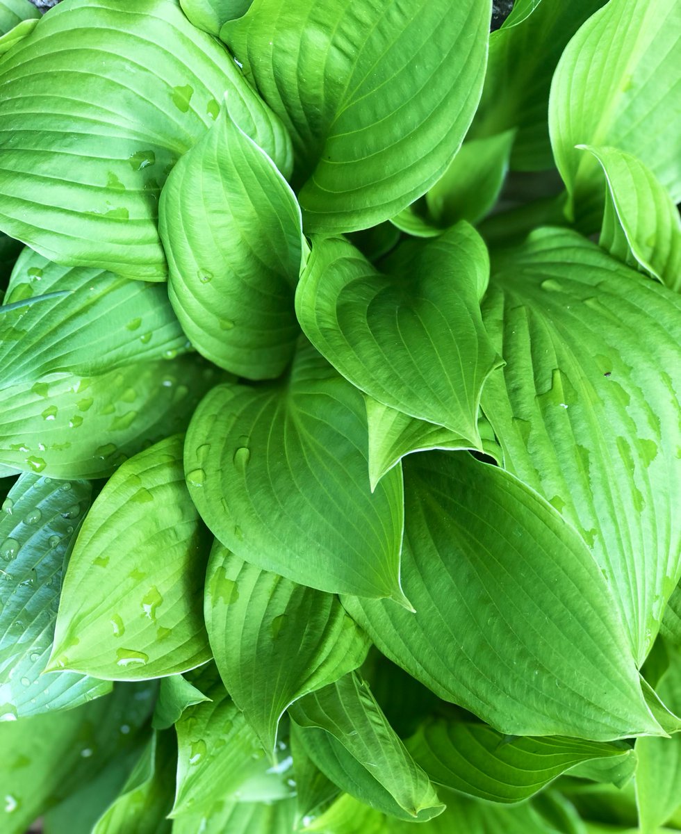 This one popped up on my phone today and it was such a joy to see greenery! Thought you might appreciate it too. #foliageFriday