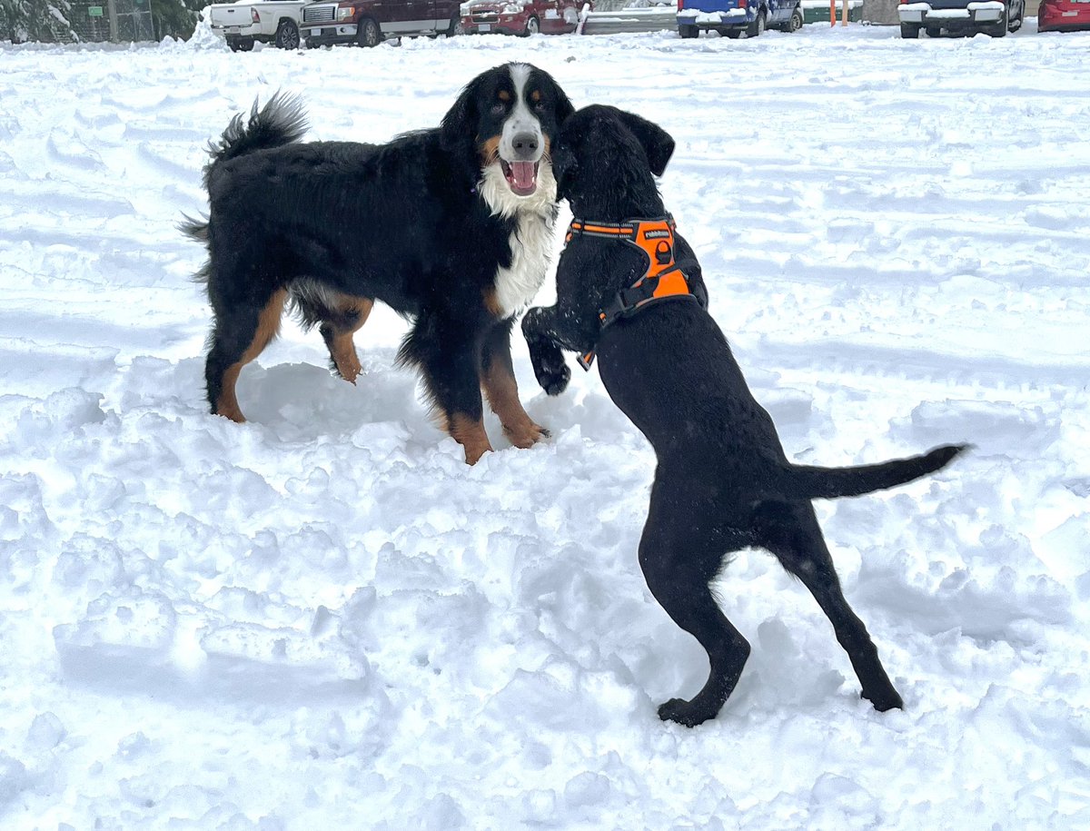 Raven came to play in the snow ⛄️ . . . . . . #lizzie #raven #bernese #blacklab