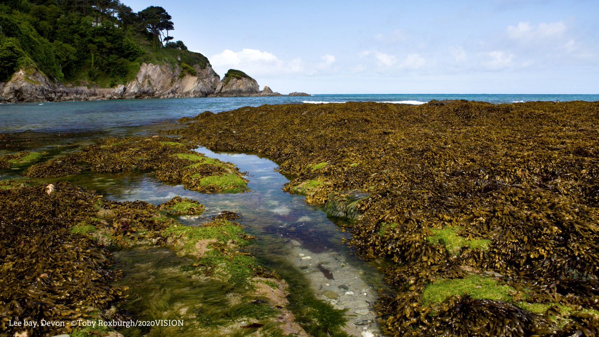 A rockpool is like a window to another world, filled with so much amazing wildlife🦀🐚! Looking to find some fabulous rockpool wildlife near you? You can find all you need to know about these stunning habitats and where to find them 👇 wildlifetrusts.org/where_to_see_r… #Winterwatch