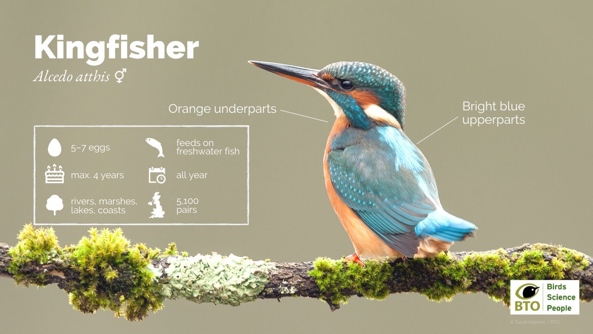 With practice, and close views, adult Kingfishers can be sexed on the basis of bill colour. Adult males have at least 2/3 of their lower bill black, while in adult females at least 2/3 of the lower bill is orange. Can you sex this bird @BBCSpringwatch? #Winterwatch