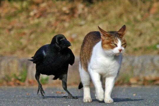 Do you have a minute to talk about our Lord and savior Edgar Allan Poe?
