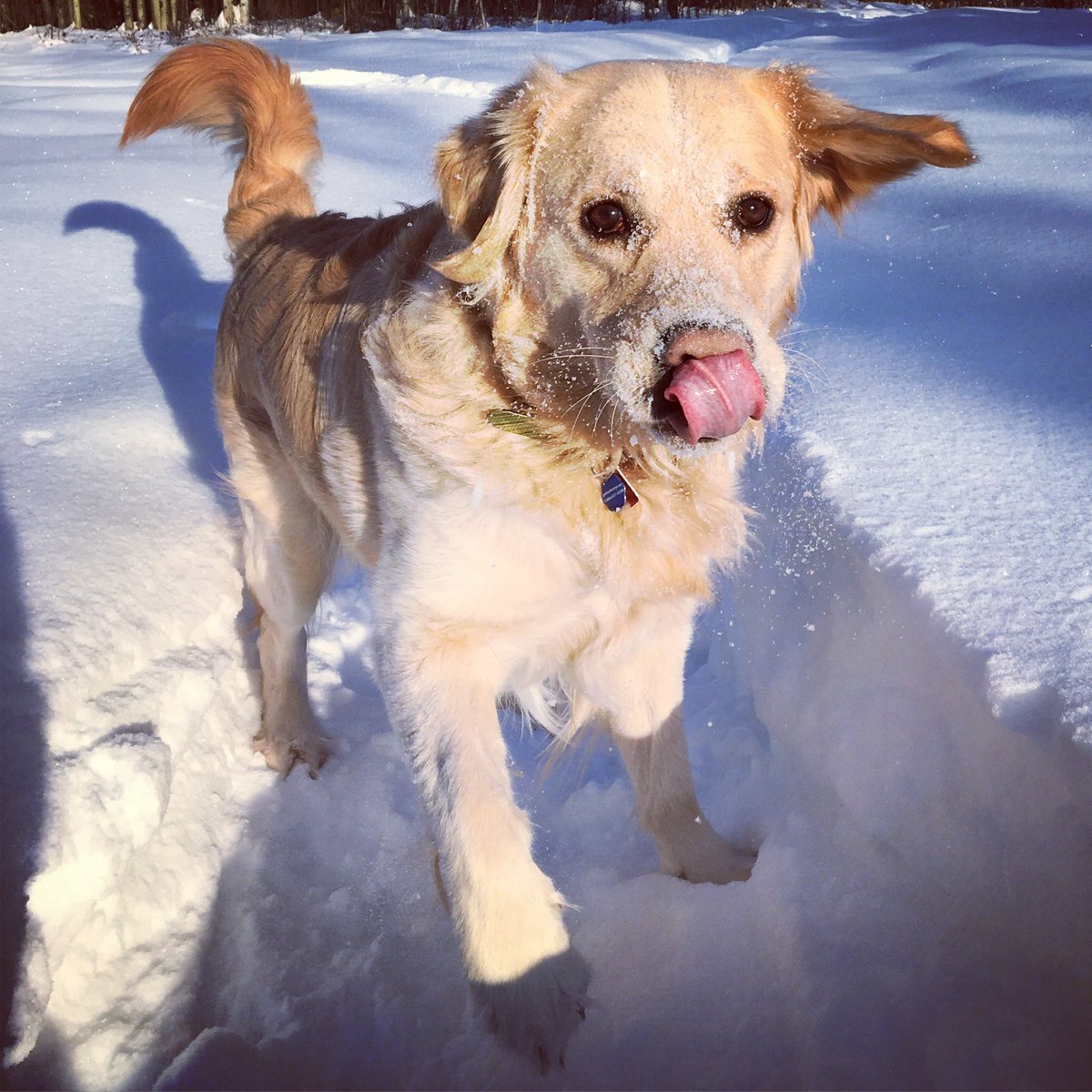 I love snow #goldenretriever #dogsofx