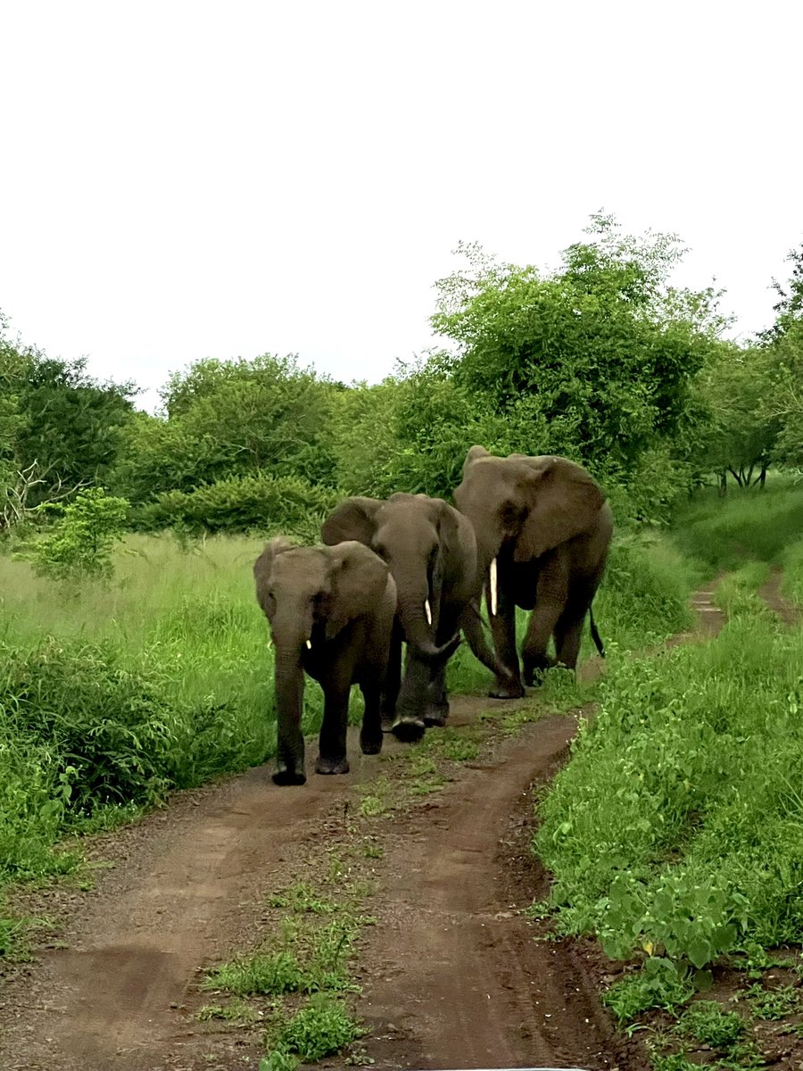 Best place to see wild animals - in the wild! What an experience ❤️