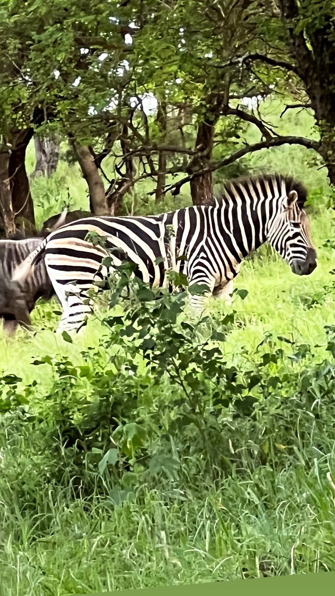 #zebra