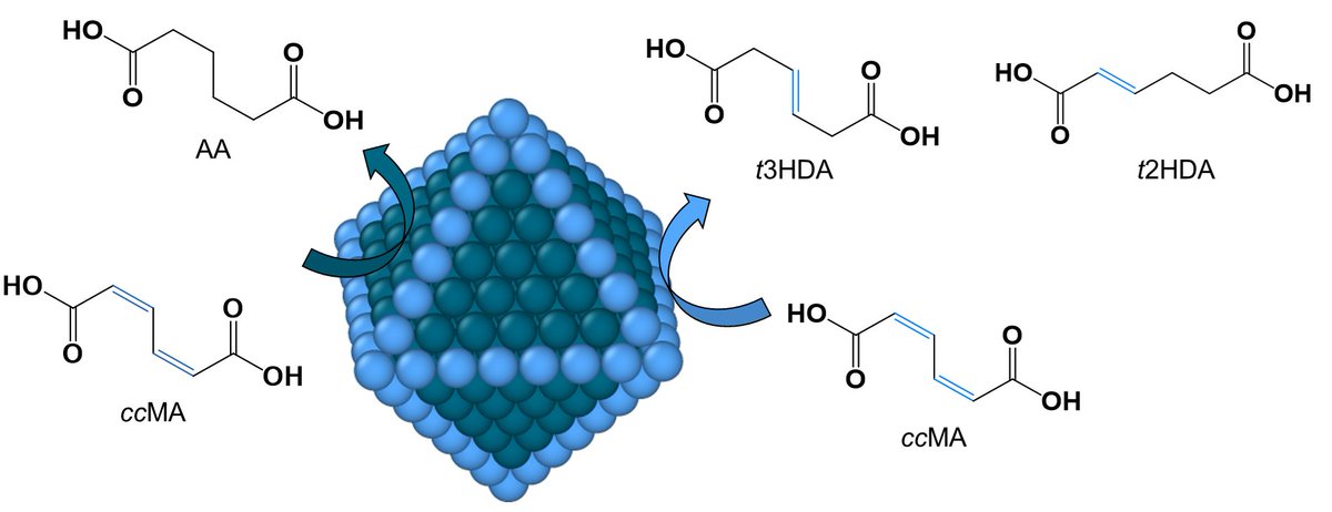 Check out our latest article in Green Chemistry @green_rsc with @DeepMPatel6 and @RolingGroup. We report for the first time on the electrosynthesis of biobased adipic acid from cis,cis-muconic acid. Open access: doi.org/10.1039/D3GC03… Funded by @NSF @ISU_CBE @IAStateResearch