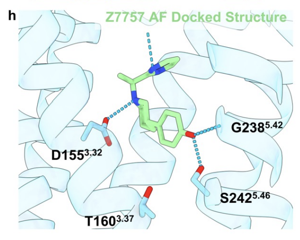 Congratulations to <a href="/zenbrainest/">BryanRoth</a> et al. for an important new paper that employs AlphaFold2 to predict some radically new 5-HT2A agonists, hundreds of which were synthesized and tested.

biorxiv.org/content/10.110…