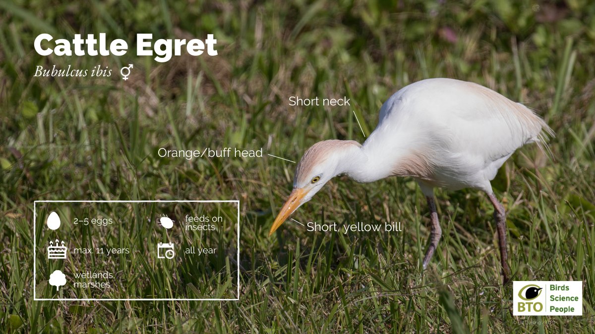 The Cattle Egret is in the process of establishing itself in the UK, so it is worth brushing up on your id skills for our increasing number of white herons. @BBCSpringwatch #WinterWatch 👉 youtu.be/MbVvdaKWZPY