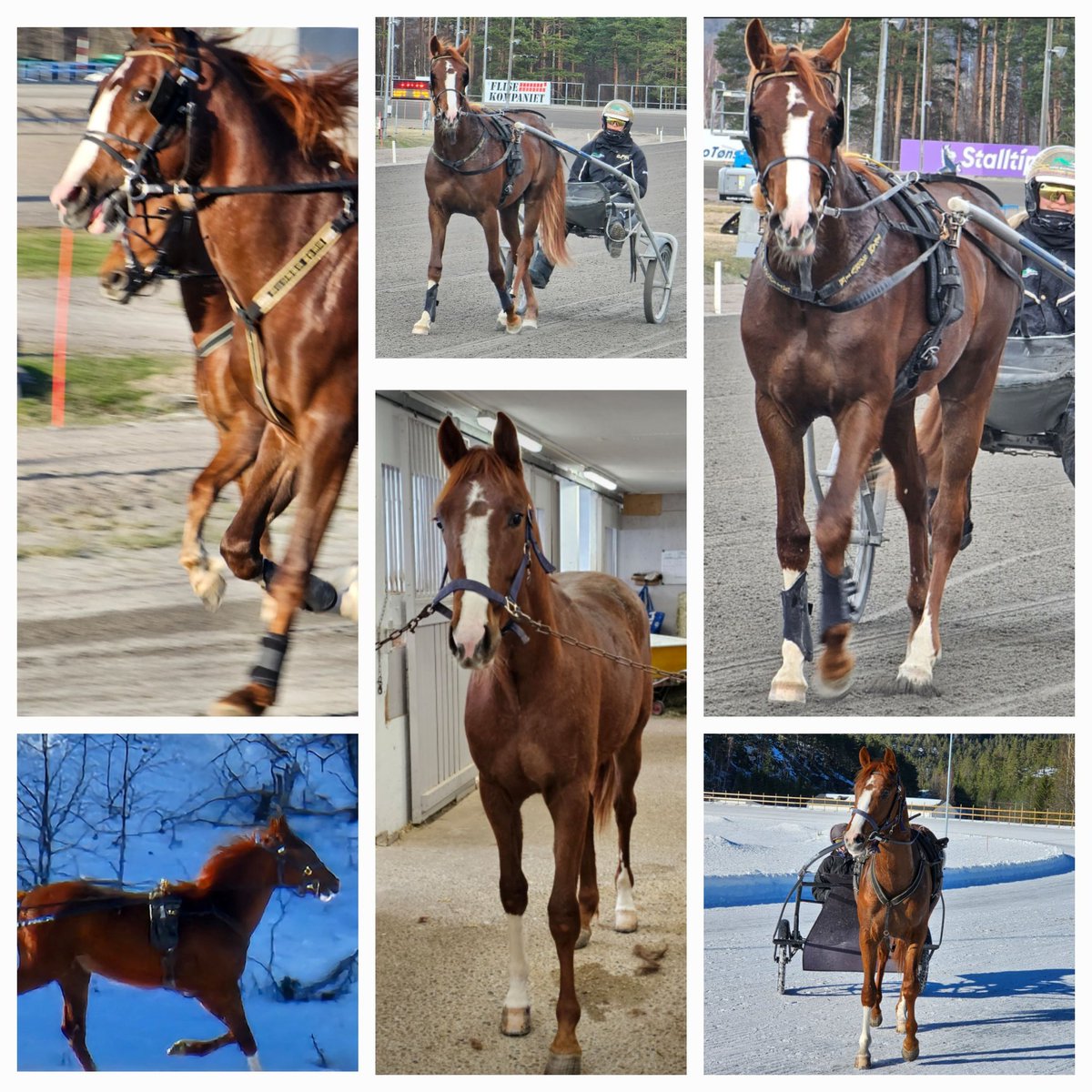 camilla_westby's tweet photo. Monty / West Mont Blanc ❤️🥰❤️ I år blir det spennende å se om lille Monty klarer følge sine svenske halvsøsken og vinne løp på løp ❤️ #FlockiDAurcy #NobleRite #Andelshest https://t.co/o51WPreGaq