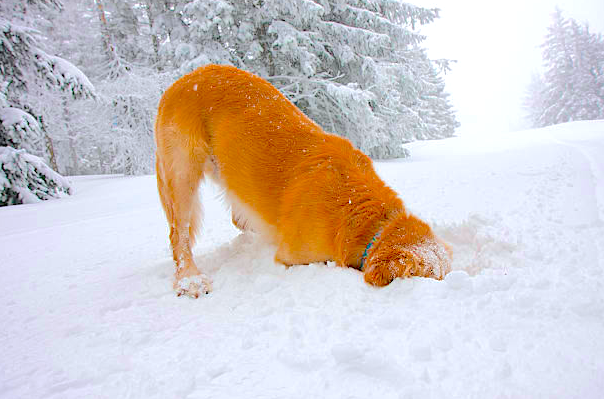 Bonded Lock Co tweet media