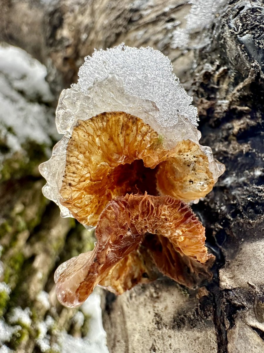 Don’t worry..

I’ll keep you warm 
little one✨

#FungiFriday #fungi #Mushroom #snow #nature #naturelovers #ice #SnowHour  #NaturePhotography #WINTER #Winterwatch