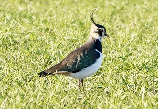 Geek Mum 🦒 (@geektasticmum) on Twitter photo I’m hardly <a href="/HamzaYassin3/">Hamza Yassin</a> but I’m quite chuffed with the picture I snapped of one of the lapwings in a field near my house today I’m hardly <a href="/HamzaYassin3/">Hamza Yassin</a> but I’m quite chuffed with the picture I snapped of one of the lapwings in a field near my house today